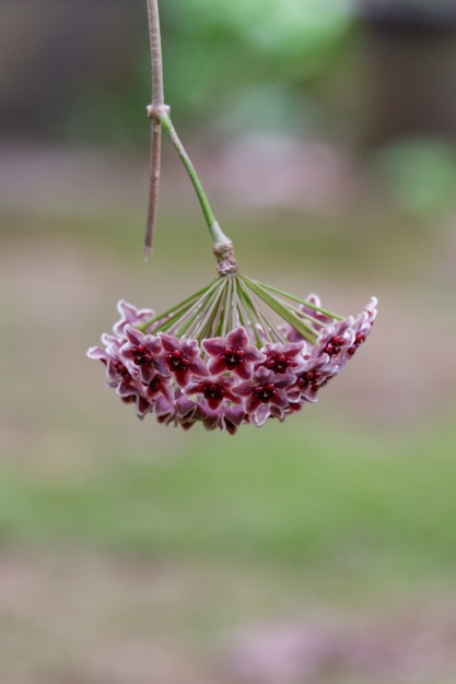 Foto fundo de florescência da flor roxa hoya