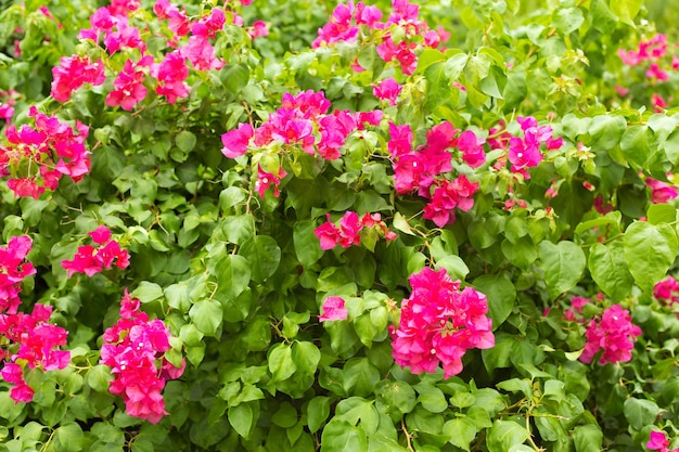 Fundo de florescência de buganvílias. Flores cor de rosa vívidas.