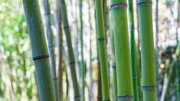 Fundo de floresta de bambu, Arboretum em Sukhum, Abkhazia.