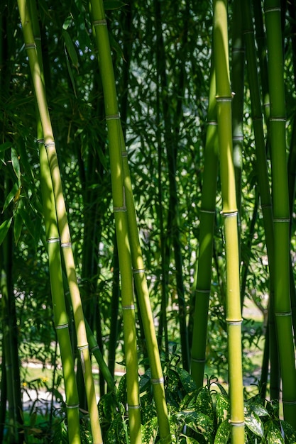 Fundo de floresta de bambu