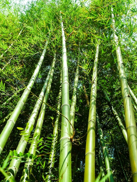 Fundo de floresta de bambu