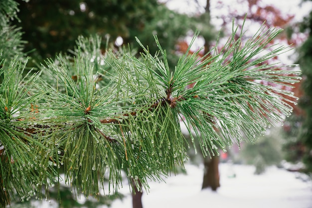 Fundo de floresta de inverno