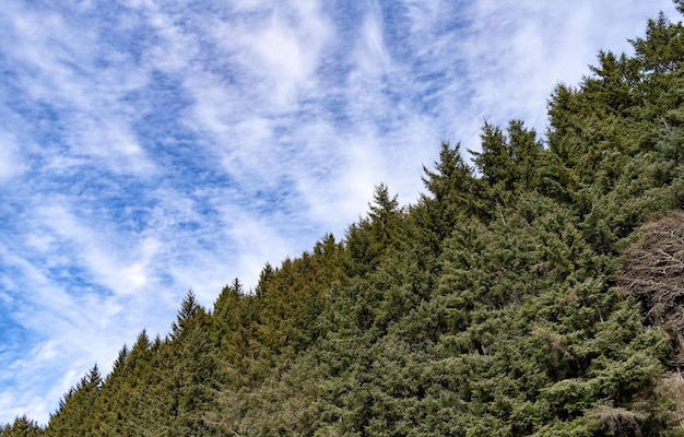 Fundo de floresta de pinheiros com céu nublado