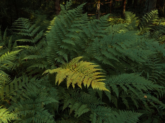 Fundo de floresta, linda samambaia selvagem