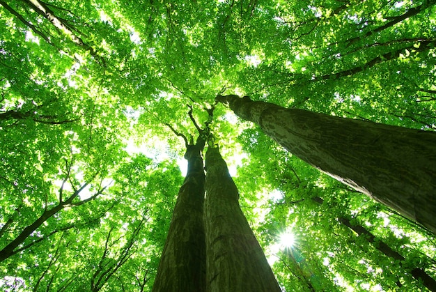 Fundo de floresta verde em um dia ensolarado