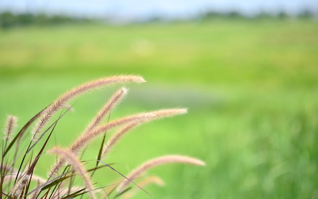 Fundo de foco macio de flor de grama e borrão