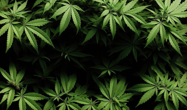 Fundo de folha de cannabis de maconha Generative AI