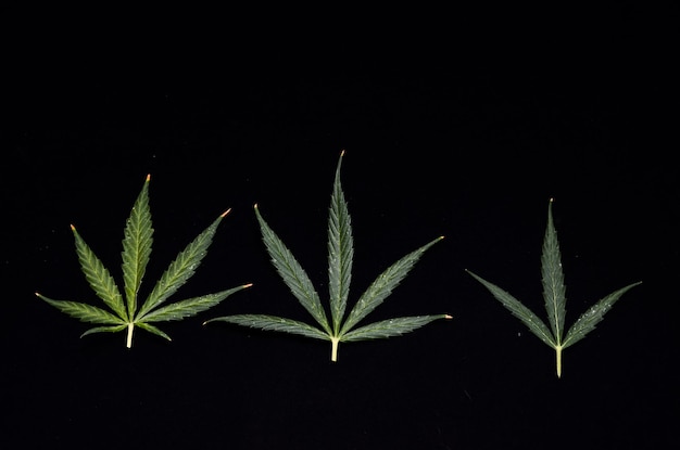 Fundo de folha de cannabis