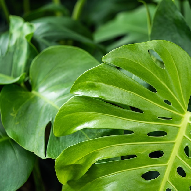 Fundo de folha de Monstera Fundo de natureza