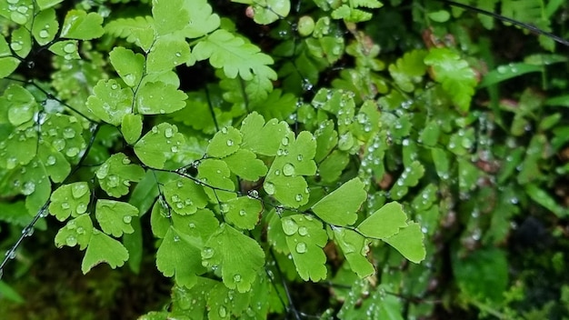 fundo de folha de natureza verde fresco