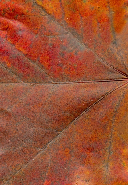 fundo de folha de outono
