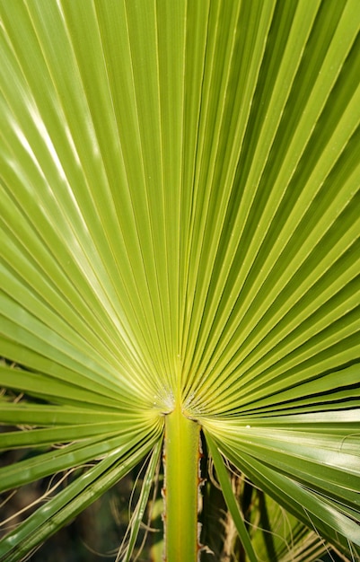 Fundo de folha de palmeira Árvore verde tropical da selva com textura e padrão botânico exótico Decoração natureza trópica conceito