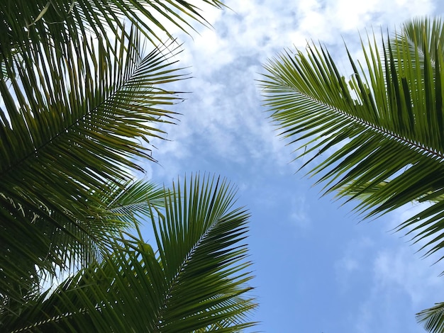 Fundo de folha de palmeira tropical closeup vista em perspectiva de palmeiras de coco