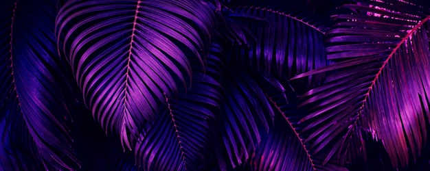 Fundo de folha de palmeira tropical roxo