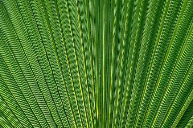 Fundo de folha de palmeira verde Fecho da textura de folha de palmeira verde