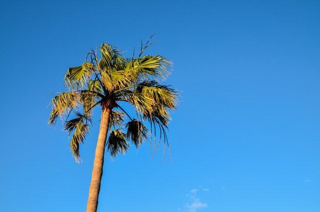 Fundo de folha de palmeira verde tropical das Canárias no verão