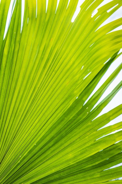 Fundo de folha de palmeira