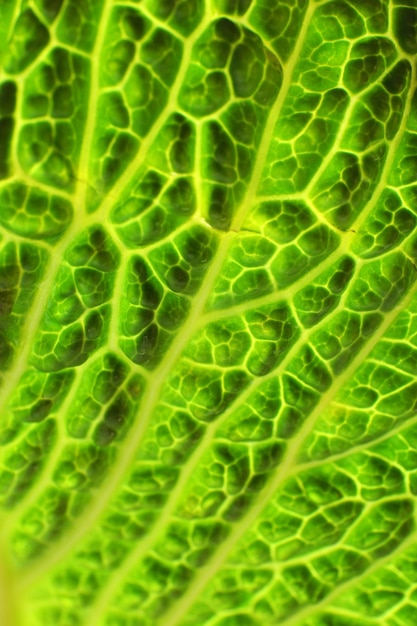 Fundo de folha de repolho verde