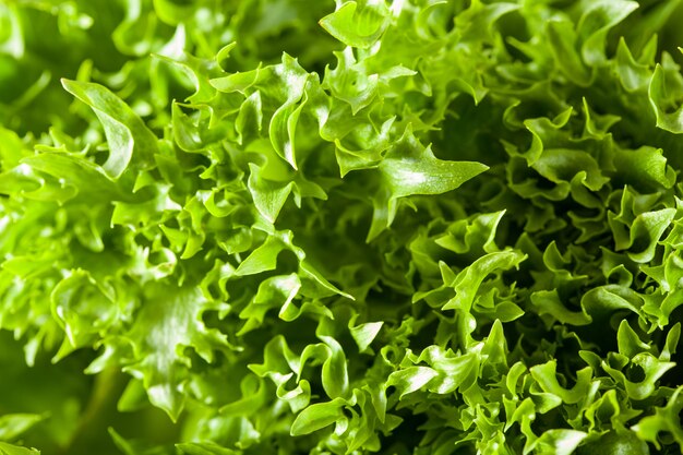 Fundo de folha de salada verde fresca