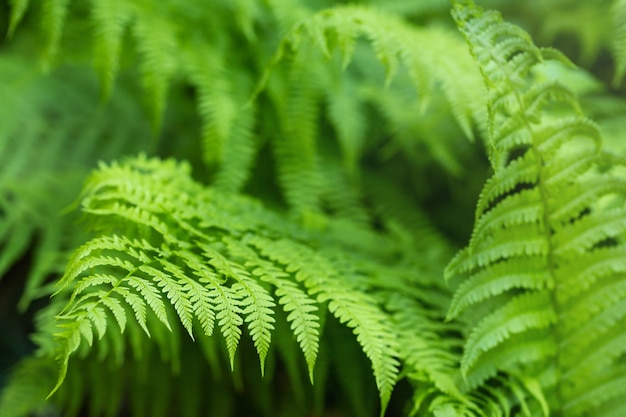 Fundo de folha de samambaia verde verão