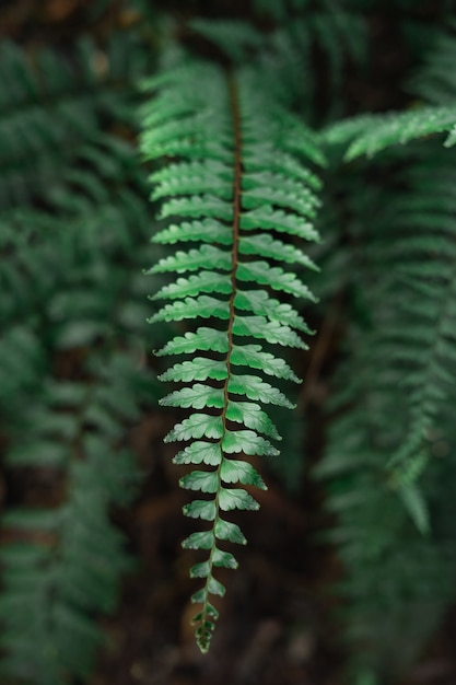 Foto fundo de folha tropical fresca