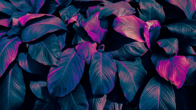 Foto fundo de folha tropical rosa azul em tons