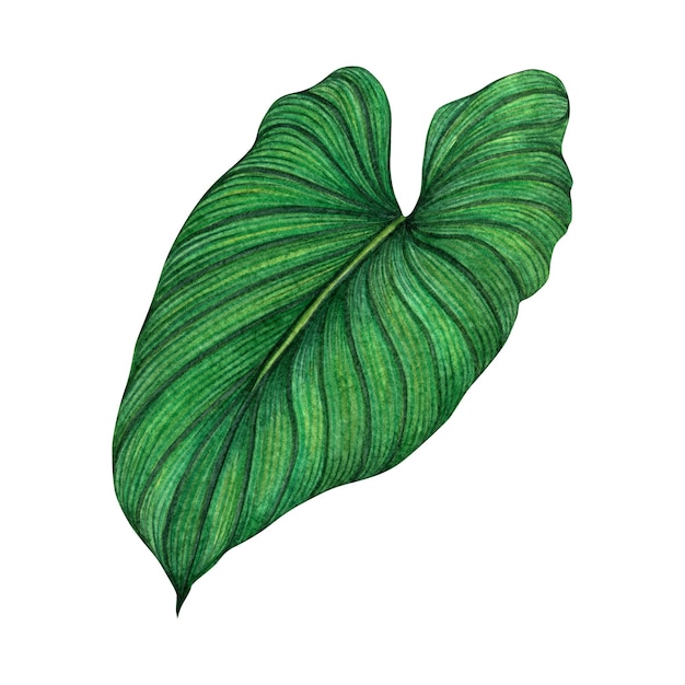 Fundo de folha tropical verde de pintura em aquarela