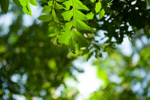 Fundo de folha verde com foco seletivo