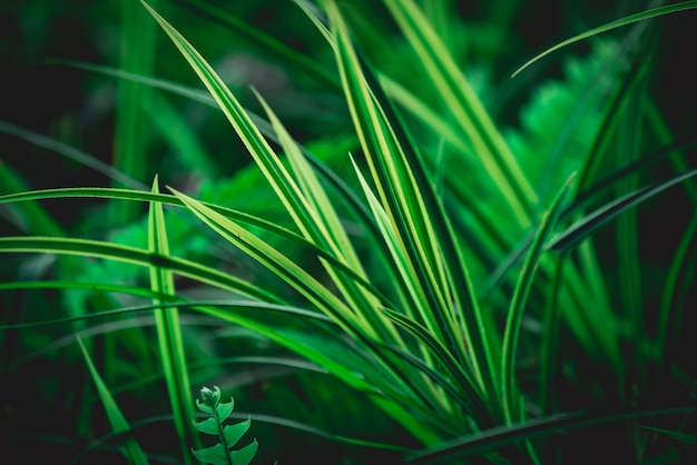 Fundo de folha verde, conceito de plano de fundo de natureza