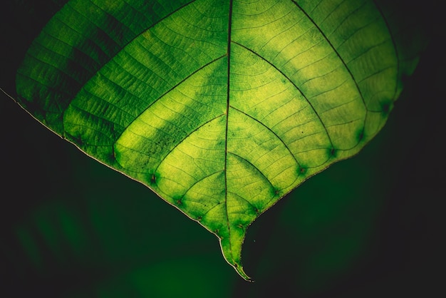 Fundo de folha verde, conceito de plano de fundo de natureza