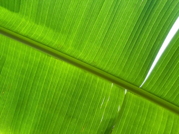 Fundo de folha verde de banana