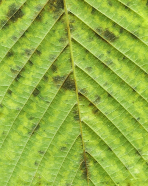 Fundo de folha verde de outono