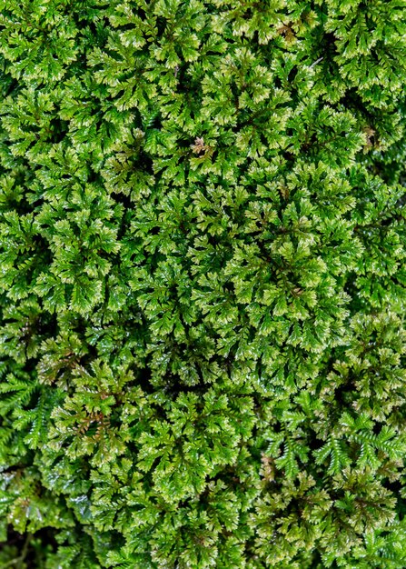 Fundo de folha verde e textura da natureza