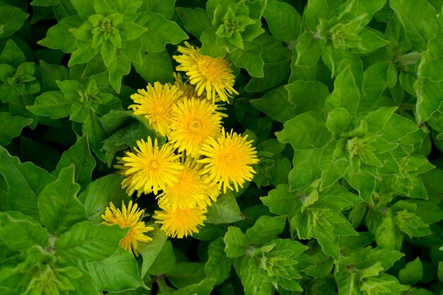 Fundo de folha verde exuberante com flores de dente-de-leão amarelas, padrão de planta de folhas naturais ou vista superior com textura