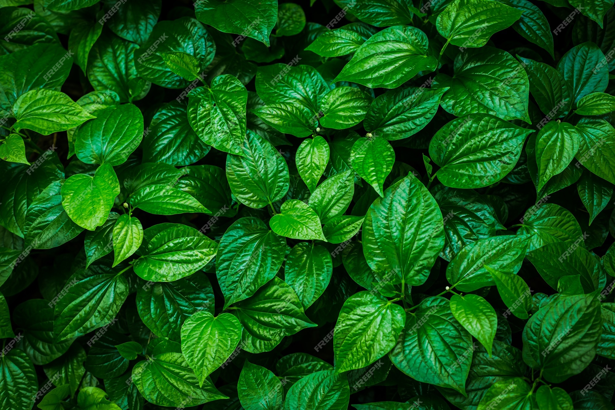 Fundo de folha verde (formato de coração de folha de bétele) | Foto Premium