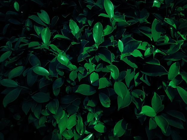 Fundo de folha verde na floresta tropical