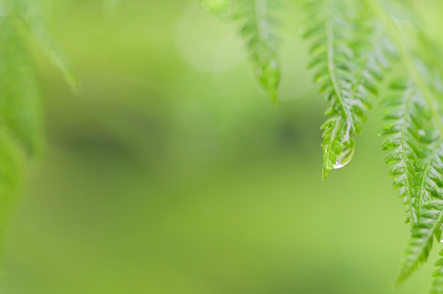 Fundo de folha verde natural e bokeh