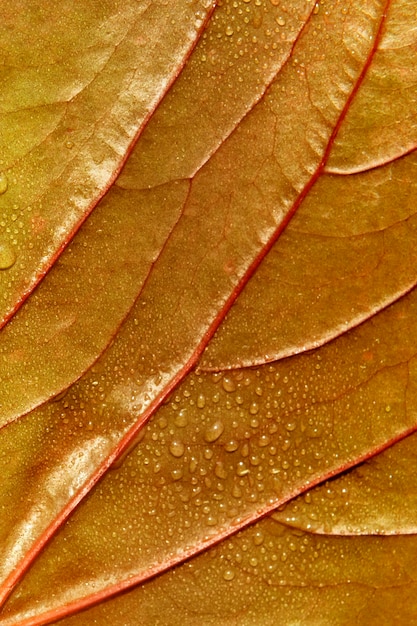 Foto fundo de folha verde texturizado com gotas de água