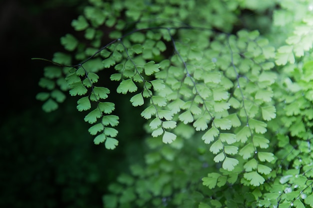 fundo de folha verde