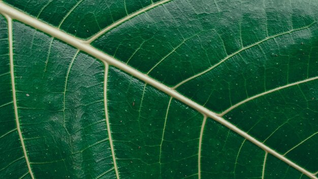 Foto fundo de folha verde