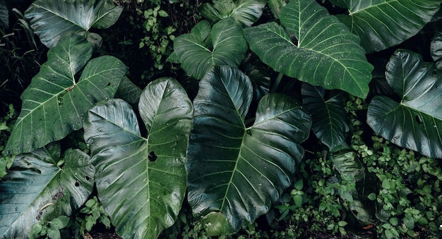 Fundo de folha verdefolha tropical
