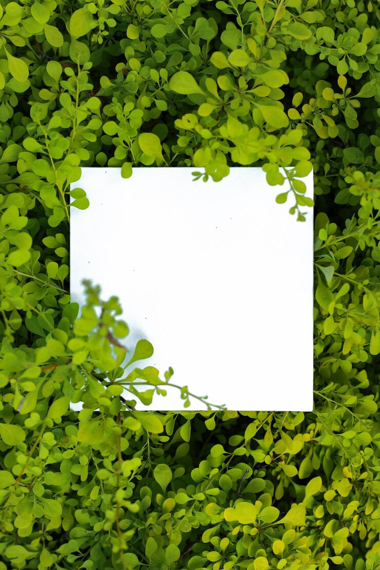 Fundo de folhagem de folhas verdes com cartão em branco