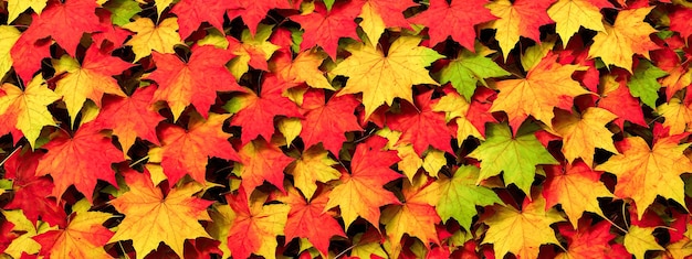 fundo de folhagem de outono muitas folhas coloridas em estilo de tons vívidos IA generativa