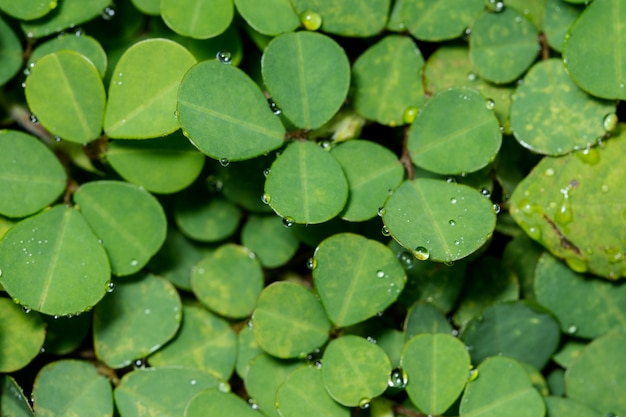 Fundo de folhagem verde macro