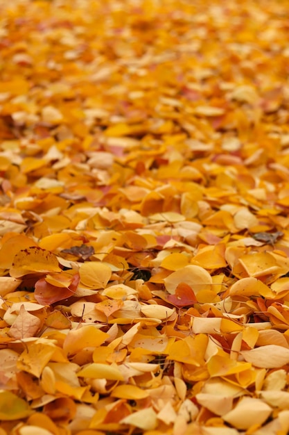 fundo de folhas amarelas caiu no chão no outono. Foco seletivo muitas folhas amarelas