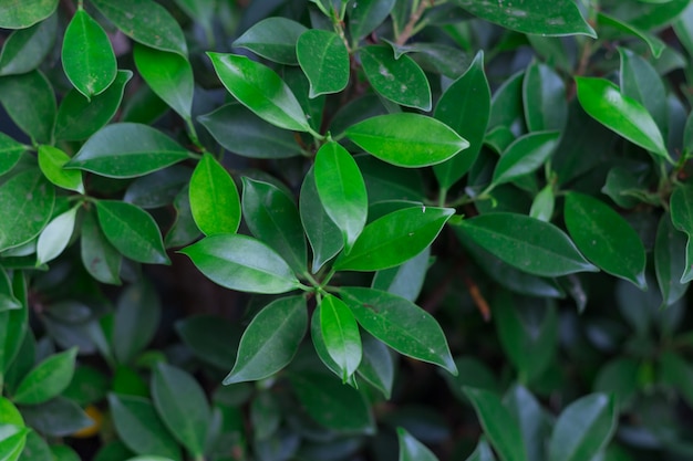 Fundo de folhas arbusto verde fechar (chave baixa, foco suave)