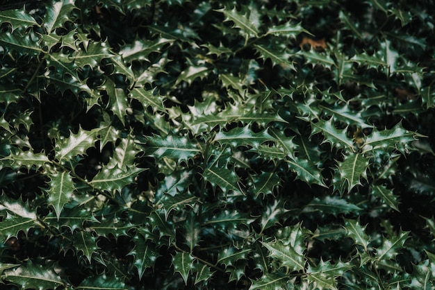 Fundo de folhas brilhantes verde escuro