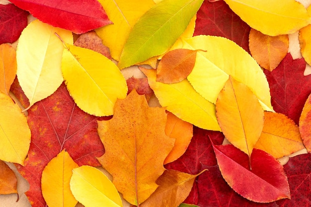 Fundo de folhas caídas de outono multicoloridas brilhantes