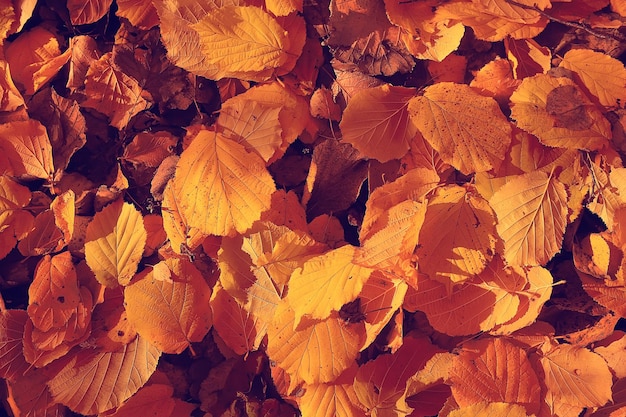 fundo de folhas caídas / fundo de outono folhas amarelas caídas de uma árvore