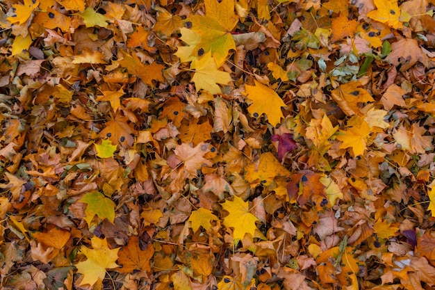 Fundo de folhas coloridas de outono As cores brilhantes do outono caem no espaço da cópia